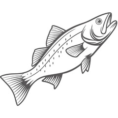 White Seabass Line Art Illustration