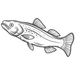 Atlantic Cod Fish Line Art Illustration