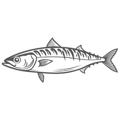 Atlantic Mackerel Fish Line Art Illustration