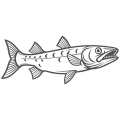 Barracuda Fish Illustration, Great Sphyraena