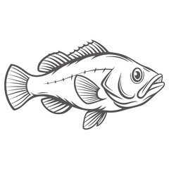 Black Drum Fish Outline Illustration, Pogonias Cromis
