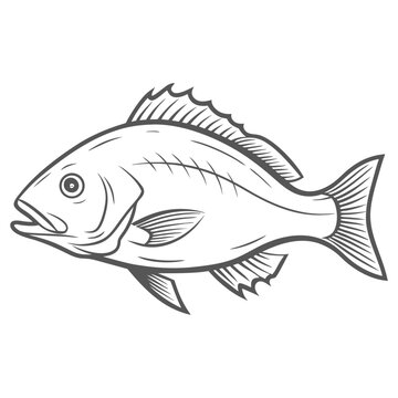 Yellowtail Snapper Line Art Vector Illustration