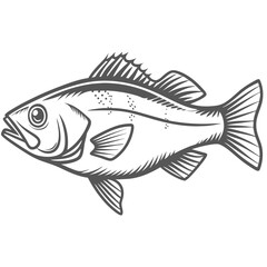 European Seabass Line Art Illustration