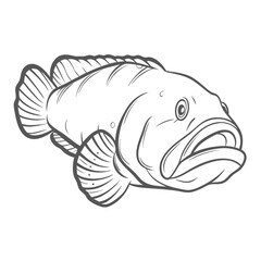 Goliath Grouper Outline Illustration - Epinephelus itajara
