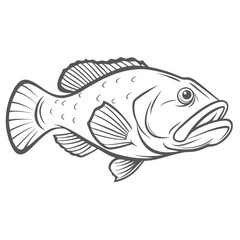 Gag Grouper Outline Illustration, Mycteroperca Microlepis