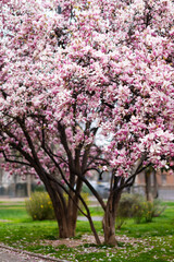Obraz premium Magnolia soulangeana, also known as Saucer or Chinese Magnolia. Vibrant pink flowers blossoms on tree branches in full bloom. Magnolia 'Heaven Scent' is Magnolia cultivar with pink flowers