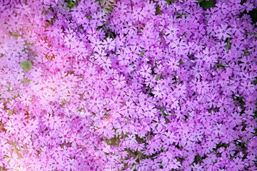 Drummond Pink Creeping Phlox - pink