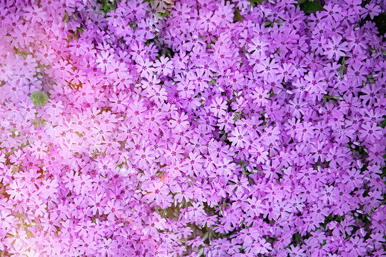Drummond Pink Creeping Phlox - pink