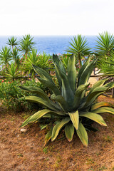 Large agave plant stands in coastal garden with palm tree and the blue ocean in the background, mix of tropical and desert plants in natural seaside environment. Succulent plant