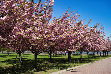 April cherry blossoms in Liberty State Park.