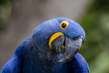 A detailed close-up portrait of a Hyacinth Macaw (Anodorhynchus hyacinthinus) with a blurred green background.