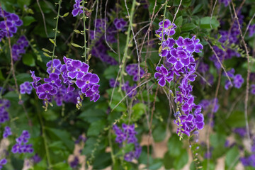 Obraz premium Duranta Erecta Golden Dewdrop – Stunning Purple Flowers with White Edges – Ornamental Evergreen Shrub or Vine for Gardens, Landscaping, and Butterfly Attraction. High quality photography