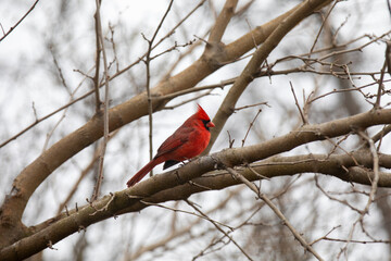 A male northern cardinal perched on a tree in Ontario, Canada.
