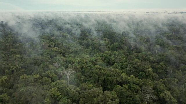 AMAZONIAN FORESTS WITH FOG AND CLOUDS OVER THE TREES IN THE PERUVIAN RAINFOREST, IN THE AMAZONIAN FLOODFLOW FORESTS