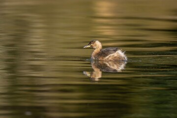 冬枯れの森を映す水面をのんびり泳ぐカイツブリ