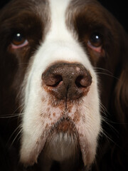 Springer spaniel snout muzzle closeup portrait