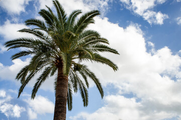 The Arecaceae is a family of  order Arecales.  All commonly known as palms. Those having a tree-like form are  called palm trees. most of which are restricted to tropical and subtropical climates 