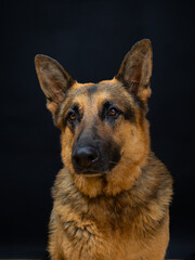 german shepherd portrait on black background