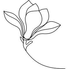 Line Drawing Vector Magnolia Flower