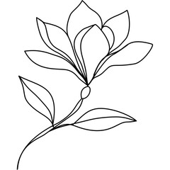 Line Drawing Vector Magnolia Flower