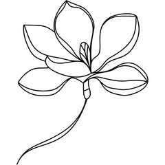 Line Drawing Vector Magnolia Flower