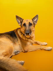 german shepherd portrait on yellow background