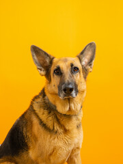 german shepherd portrait on yellow background