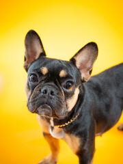 Black and tan french bulldog portrait on yellow background wearing golden chain
