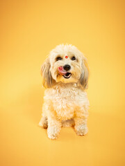 french poodle portrait on yellow background