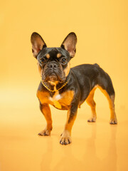 Obraz premium Black and tan french bulldog portrait on yellow background wearing golden chain