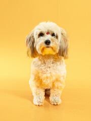 french poodle portrait on yellow background