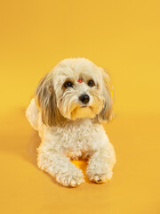 french poodle portrait on yellow background