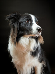 Fototapeta premium Black and white border collie portrait on black background