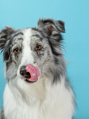 Black white grey merle border collie portrait on light blue background