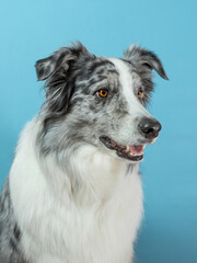 Black white grey merle border collie portrait on light blue background