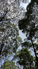 Close up of a vibrant sunflower in full bloom against a bright summer sky perfect for illustrating agricultural themes nature documentaries or seasonal advertising campaigns