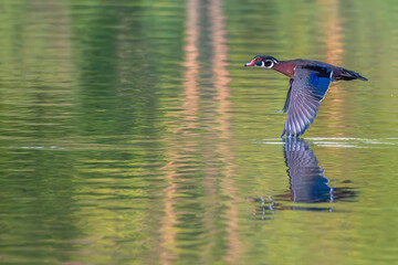 Male wood duck swimming low over a lake, its reflection in the water.