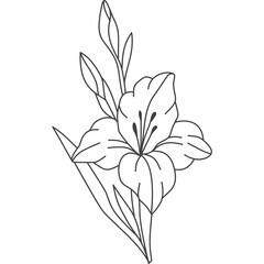 Gladiolus Flower Line Art