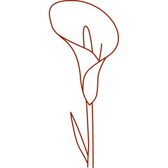 alcatraz, outline, hand drawn, illustration, isolated, line, minimal, nature, plant, garden, pretty flower, silhouette, simple, single alcatraz, sketch, summer, graphic, flower, alcatraz flower, color