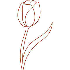 Tulip flower line drawing