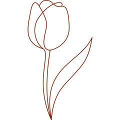 Tulip flower line drawing