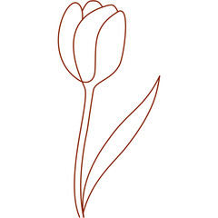 Tulip flower line drawing