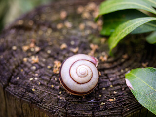 雨上がりのカタツムリ