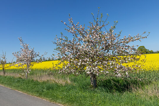 Bl&uuml;hende Apfelb&auml;ume am Rand einer Landstra&szlig;e neben einem Rapsfeld in Bl&uuml;te bei Steinhorst in Lauenburg, Schleswig-Holstein, Deutschland