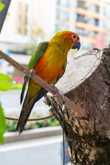 Sun Conure or Sun Parakeet stands on a tree at vertical composition