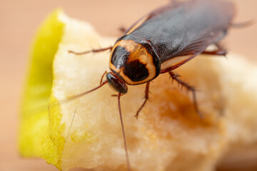 close-up of a cockroach eating a snow pear at horizontal composition