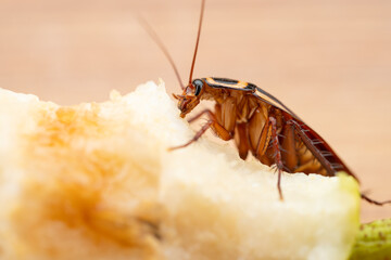 close-up of a cockroach eating a snow pear at horizontal composition