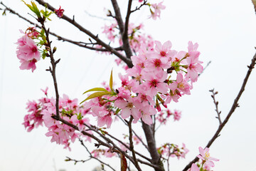 blooming cherry blossom at horizontal composition