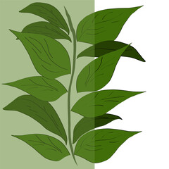 Green leafy plant. Botanical stem vector. Nature foliage branch. Hand drawn leaves.