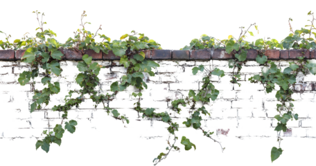 Old brick wall overrun with lush green vines creating a rustic texture